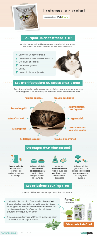 5 signes qui montrent que votre chat est stressé - Beaphar