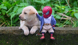Illustration de l'article : 17 photos surprenantes où chats et chiens vivent toutes sortes d'aventures avec Spider-Man