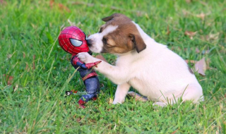 Illustration de l'article : 17 photos surprenantes où chats et chiens vivent toutes sortes d'aventures avec Spider-Man
