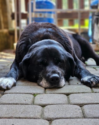 Illustration de l'article : Le périple inattendu d'un chien sénior égaré sur un sentier de montagne