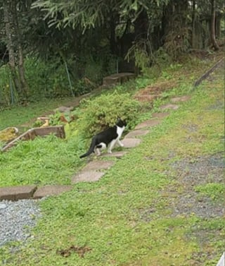 Illustration de l'article : Un chat se bat pour survivre dans la nature pendant 26 jours après une crue ayant détruit sa maison