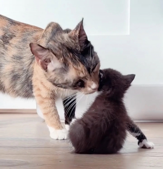 Illustration de l'article : Inséparables depuis leur rencontre en foyer d'accueil, 2 chattes parviennent à s'offrir le plus beau des avenirs (vidéo)
