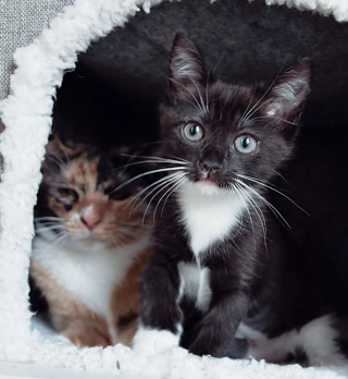 Illustration de l'article : Inséparables depuis leur rencontre en foyer d'accueil, 2 chattes parviennent à s'offrir le plus beau des avenirs (vidéo)
