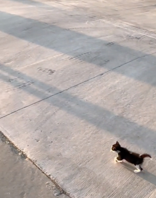 Illustration de l'article : Tous les matins, ce chaton accompagne les enfants de ses maîtres jusqu’à l’arrêt de bus (vidéo)