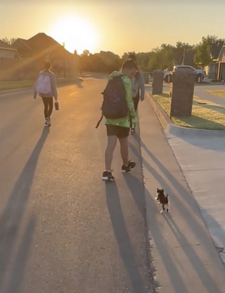 Illustration de l'article : Tous les matins, ce chaton accompagne les enfants de ses maîtres jusqu’à l’arrêt de bus (vidéo)