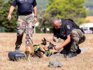 Illustration de l'article : Un chien militaire reçoit la médaille de la défense nationale pour son engagement au sein de la Gendarmerie