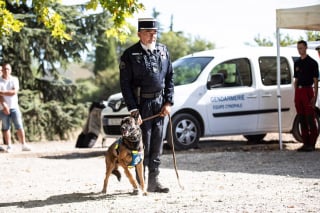 Illustration de l'article : Un chien militaire reçoit la médaille de la défense nationale pour son engagement au sein de la Gendarmerie