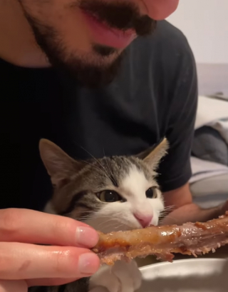 Illustration de l'article : La vidéo hilarante d’un chat qui adore les « friandises » données par son papa, et qui boude celles données par sa maman