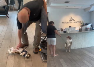 Illustration de l'article : Un hôtel canin dévoile une vidéo émouvante compilant les retrouvailles de chiens avec leurs maîtres