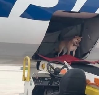 Illustration de l'article : Une chienne se réveille en plein vol dans la soute d’un avion et parvient à sortir de sa cage (vidéo)