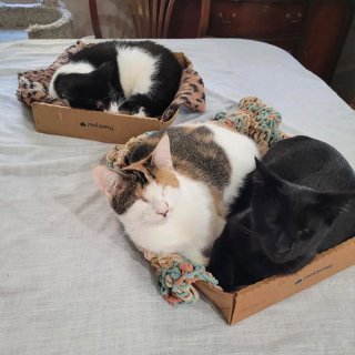 Illustration de l'article : Nés sans paupières, 3 chats rencontrent une femme déterminée à leur offrir une vie meilleure (vidéo)