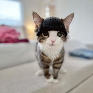 Illustration de l'article : Un chaton subit une opération révolutionnaire pour pouvoir retirer son casque et avoir une longue vie