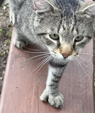 Illustration de l'article : Affamé, un chat errant s'invite aux pique-niques d'inconnus dans l'espoir de quitter la rue (vidéo)