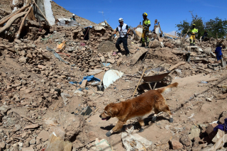 Illustration de l'article : Ce Golden Retriever recherche des survivants suite au tremblement de terre qui a frappé le Maroc