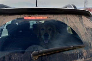 Illustration de l'article : Ce Golden Retriever recherche des survivants suite au tremblement de terre qui a frappé le Maroc