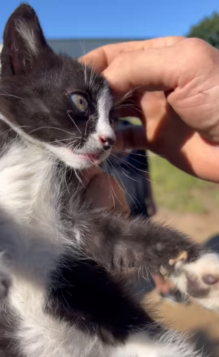 Illustration de l'article : Des héros tentent de soulever une dalle de 2 tonnes pour sauver un chat errant piégé dans un égout