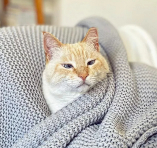 Illustration de l'article : 15 photos montrant que les chats aiment se mettre au chaud lorsque l’automne arrive