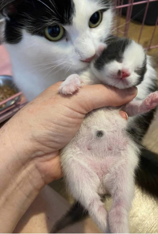 Illustration de l'article : 7 jours après une mise bas, une chatte endeuillée surprend tout le monde en donnant naissance à un nouveau chaton