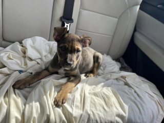 Illustration de l'article : Jeté d'une voiture en marche, un chiot terrifié reste introuvable et suscite l'angoisse des bénévoles