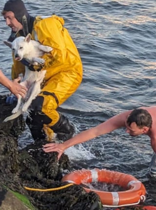 Illustration de l'article : 2 hommes voient un chien risquant la noyade et interviennent au péril de leur vie