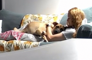 Illustration de l'article : Récemment adoptée, une chienne exprime sa gratitude envers sa maîtresse et émeut des milliers d'internautes (vidéo)