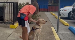 Illustration de l'article : "Je me sens plus à l'aise" : Un Labrador devient les yeux d'une étudiante aveugle et change sa vie