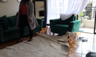 Illustration de l'article : Un chien de refuge est heureux d’aider sa nouvelle propriétaire à faire le ménage (vidéo)