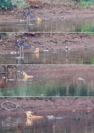 Illustration de l'article : Un chien piégé dans une rivière suscite une réaction surprenante de la part de crocodiles