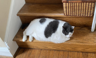 Illustration de l'article : Le combat de Patches contre l'obésité continue, la famille de ce chat donne des nouvelles encourageantes