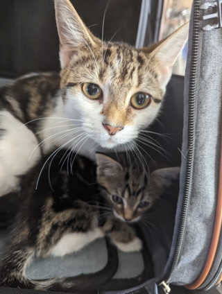 Illustration de l'article : Une chatte et son petit abandonnés dans la rue avec un message court mais déchirant