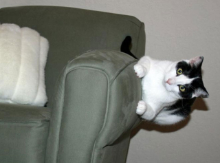Illustration de l'article : 19 photos montrant que les chats déjouent bien souvent les lois de la physique 