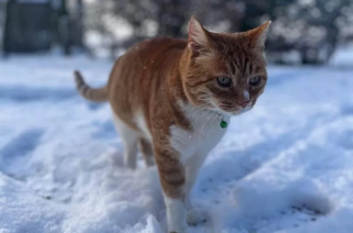 Illustration de l'article : Perdu pendant 2 mois, un chat réapparaît de manière inexpliquée sur un site de petites annonces