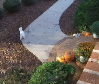 Illustration de l'article : Une femme pense que sa citrouille d’Halloween a été volée, et découvre que son chien a joué un rôle dans la disparition (vidéo)
