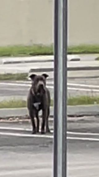 Illustration de l'article : Un chien au cœur brisé tente de rattraper ses maîtres après avoir été abandonné sur un parking (vidéo)