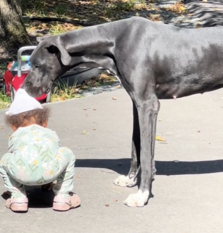 Illustration de l'article : Une chienne protectrice démontre son affection pour la fille de ses maîtres et séduit des milliers d'internautes (vidéo)