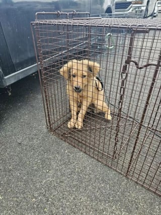 Illustration de l'article : Une chienne errante et terrifiée se réfugie dans une bouche d’égout avant d’attirer l’attention des habitants du quartier (vidéo)