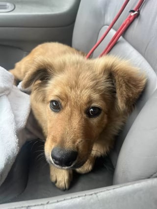 Illustration de l'article : Une chienne errante et terrifiée se réfugie dans une bouche d’égout avant d’attirer l’attention des habitants du quartier (vidéo)