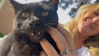 Illustration de l'article : Un chat cleptomane sème la pagaille dans un quartier en dérobant les biens de chacun