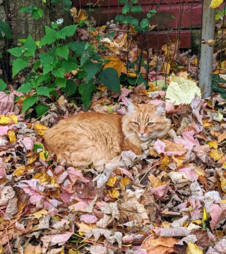 Illustration de l'article : 16 photos montrant que nos compagnons à 4 pattes apprécient les joies de l’automne