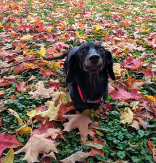 Illustration de l'article : 16 photos montrant que nos compagnons à 4 pattes apprécient les joies de l’automne