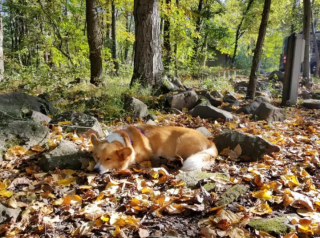 Illustration de l'article : 16 photos montrant que nos compagnons à 4 pattes apprécient les joies de l’automne