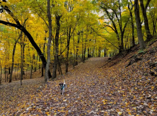 Illustration de l'article : 16 photos montrant que nos compagnons à 4 pattes apprécient les joies de l’automne