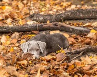 Illustration de l'article : 16 photos montrant que nos compagnons à 4 pattes apprécient les joies de l’automne