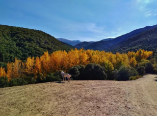 Illustration de l'article : 16 photos montrant que nos compagnons à 4 pattes apprécient les joies de l’automne