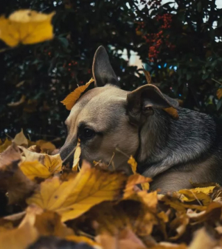 Illustration de l'article : 16 photos montrant que nos compagnons à 4 pattes apprécient les joies de l’automne