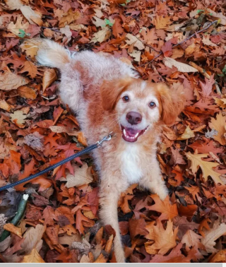 Illustration de l'article : 16 photos montrant que nos compagnons à 4 pattes apprécient les joies de l’automne