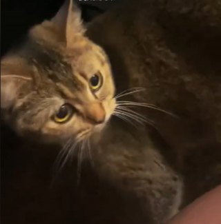 Illustration de l'article : La vidéo touchante d'une chatte découvrant la maternité et réclamant le soutien de sa maîtresse