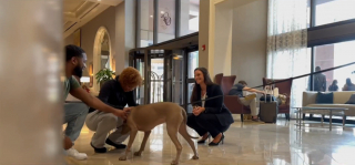 Illustration de l'article : Un chienne de refuge a été nommée au poste de "directrice du bonheur" dans cet hôtel et sa mission est une réussite