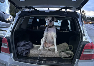 Illustration de l'article : Pendant que son maître a tourné le dos, ce chien resté dans la camionnette se fait remarquer de façon hilarante (vidéo)