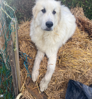 Illustration de l'article : Ce chien a été couronné "chien le plus mignon de France 2024" et profite de son énorme récompense